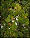 2009-09-19_15h55mn38s_rm1_0225